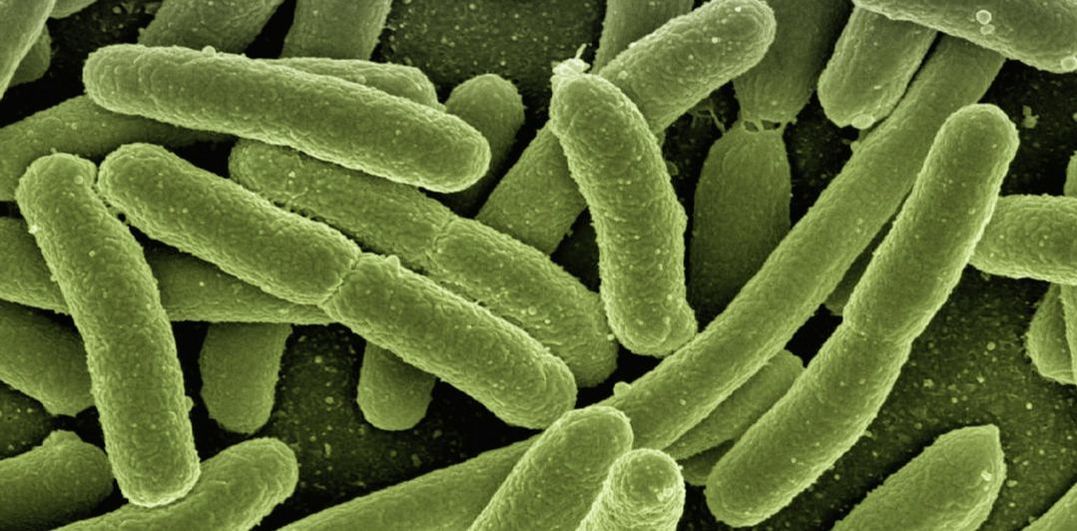 Microscopic image of microbes